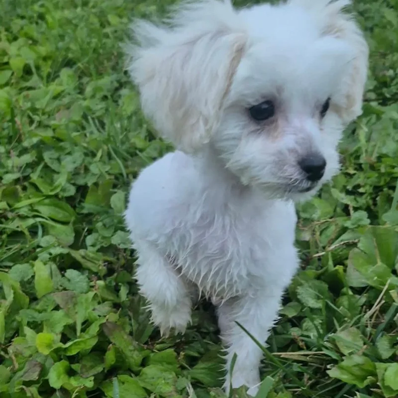 A baby small-sized male Shih Tzu dog named Teddy for adoption in Tomah, WI
