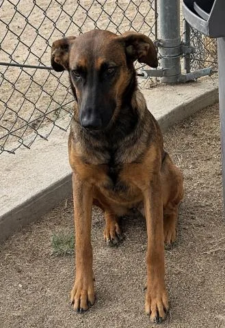 A young medium-sized female Doberman Pinscher dog named Moana for adoption in Bakersfield, CA
