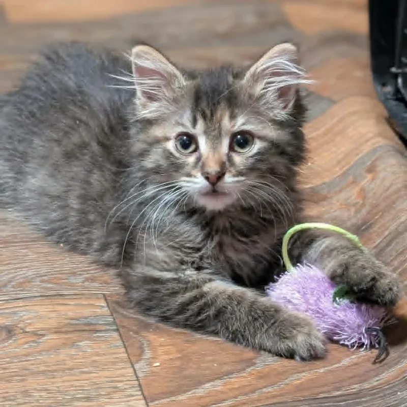 A baby small-sized female Brown / Chocolate Domestic Long Hair cat named Amelia Bedelia for adoption in West Olive, MI