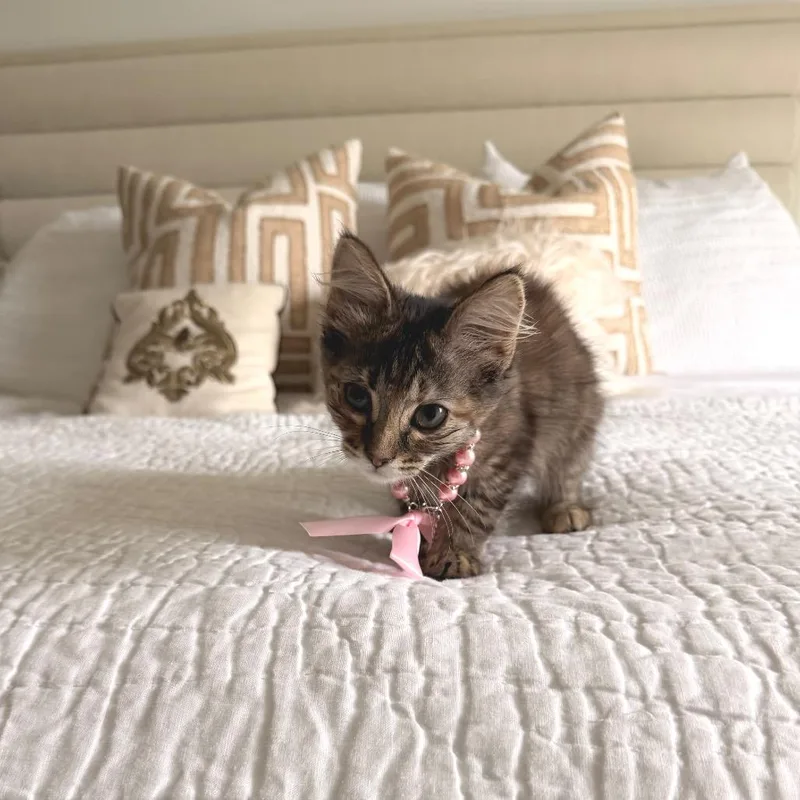 A baby small-sized female Tortoiseshell Domestic Short Hair cat named Jessica for adoption in Buffalo, MN