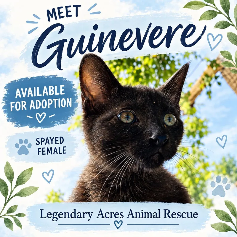 A young medium-sized female Black American Shorthair cat named Guenivere for adoption