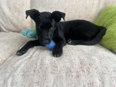 Daisy Mae