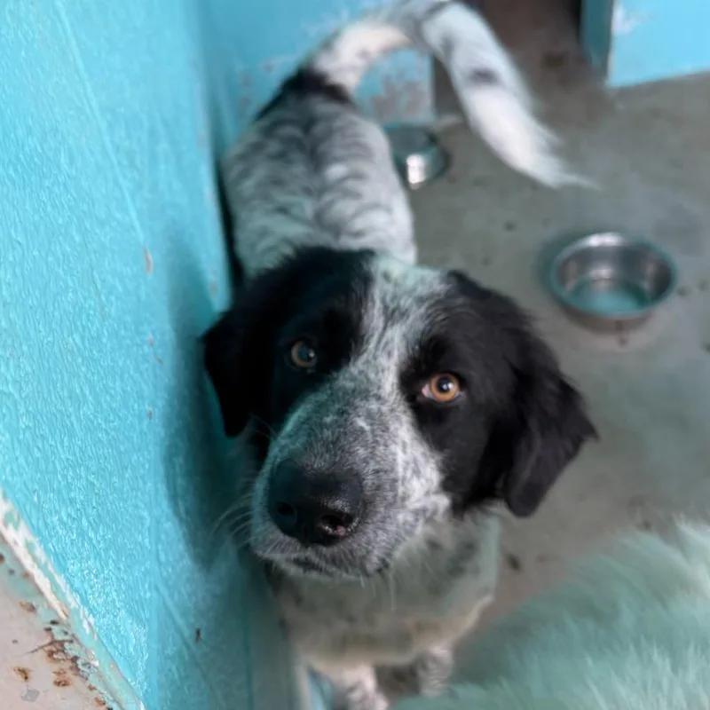 An adult medium-sized female Australian Shepherd dog named Freckles for adoption in Glen Rose, TX
