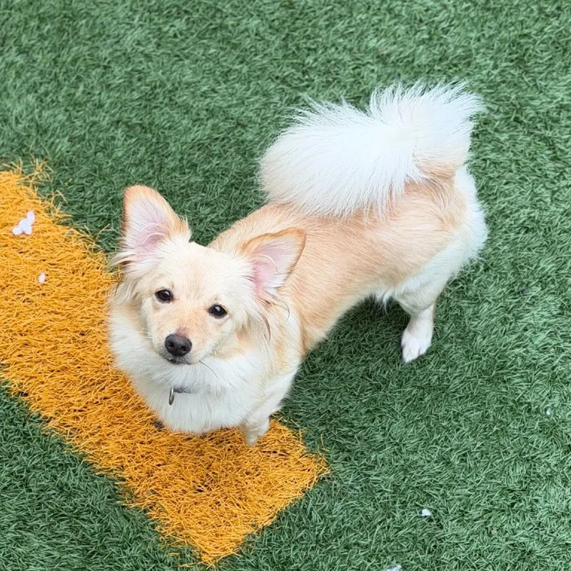 A young small-sized female White / Cream Chihuahua dog named Trixie for adoption in New Orleans, LA