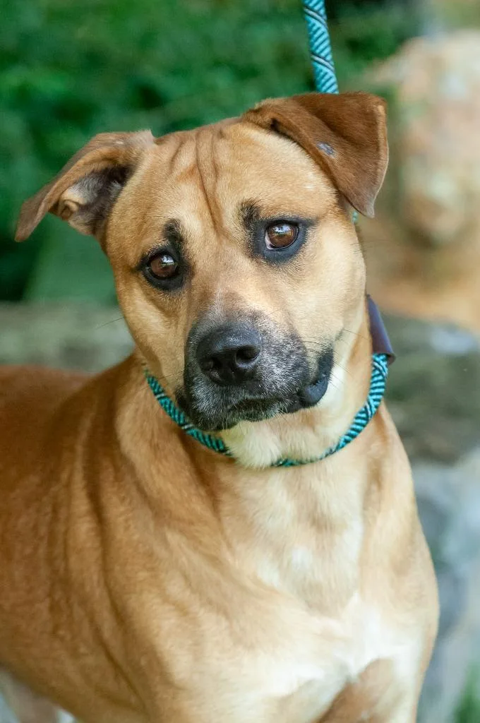 A young medium-sized male Shepherd dog named Roan for adoption in Johnson City, TN