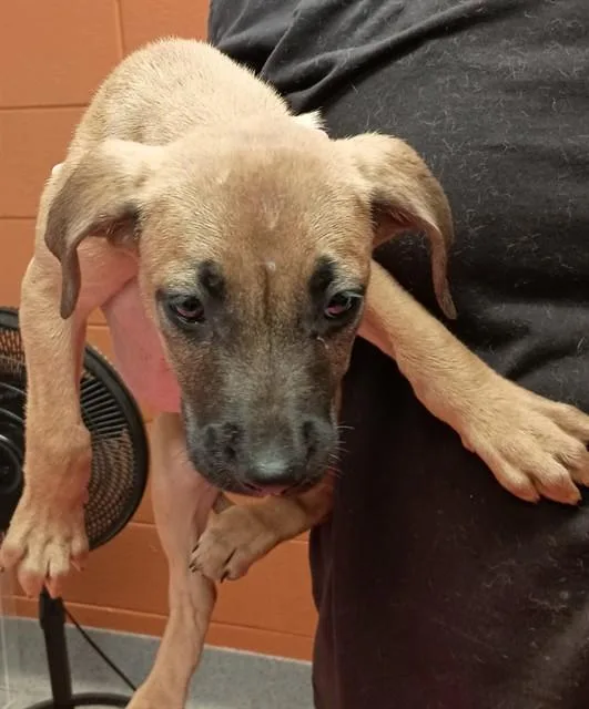 A baby medium-sized female Black Mouth Cur dog named Sunny for adoption in Huntsville, AL