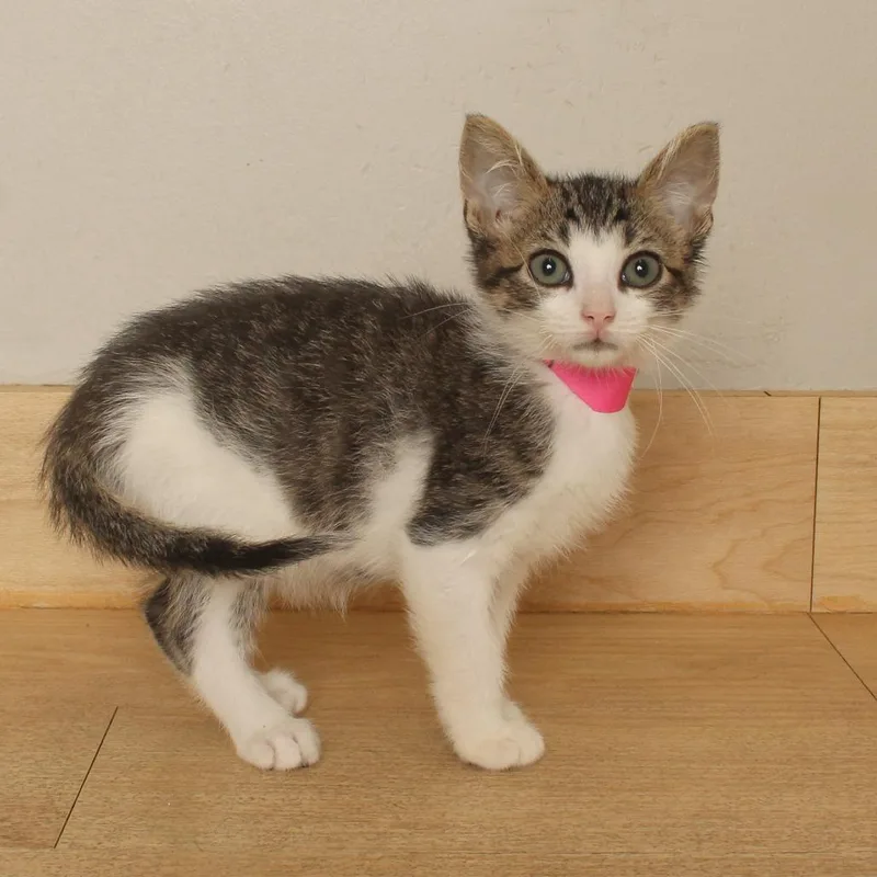 A baby small-sized male Brown / Chocolate Domestic Short Hair cat named Judge C for adoption in Minnetonka, MN