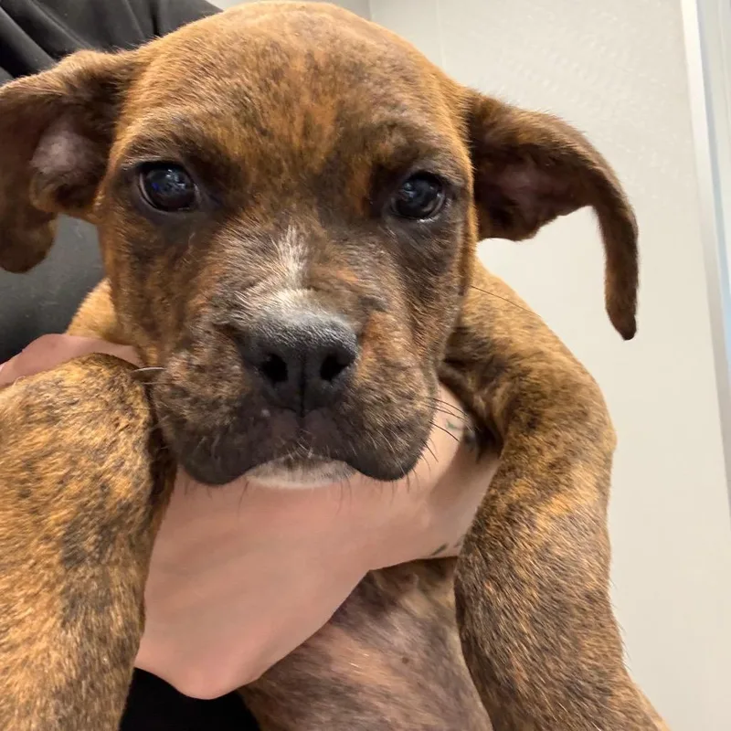 A young small-sized female Pit Bull Terrier dog named Tigeris for adoption in Horn Lake, MS