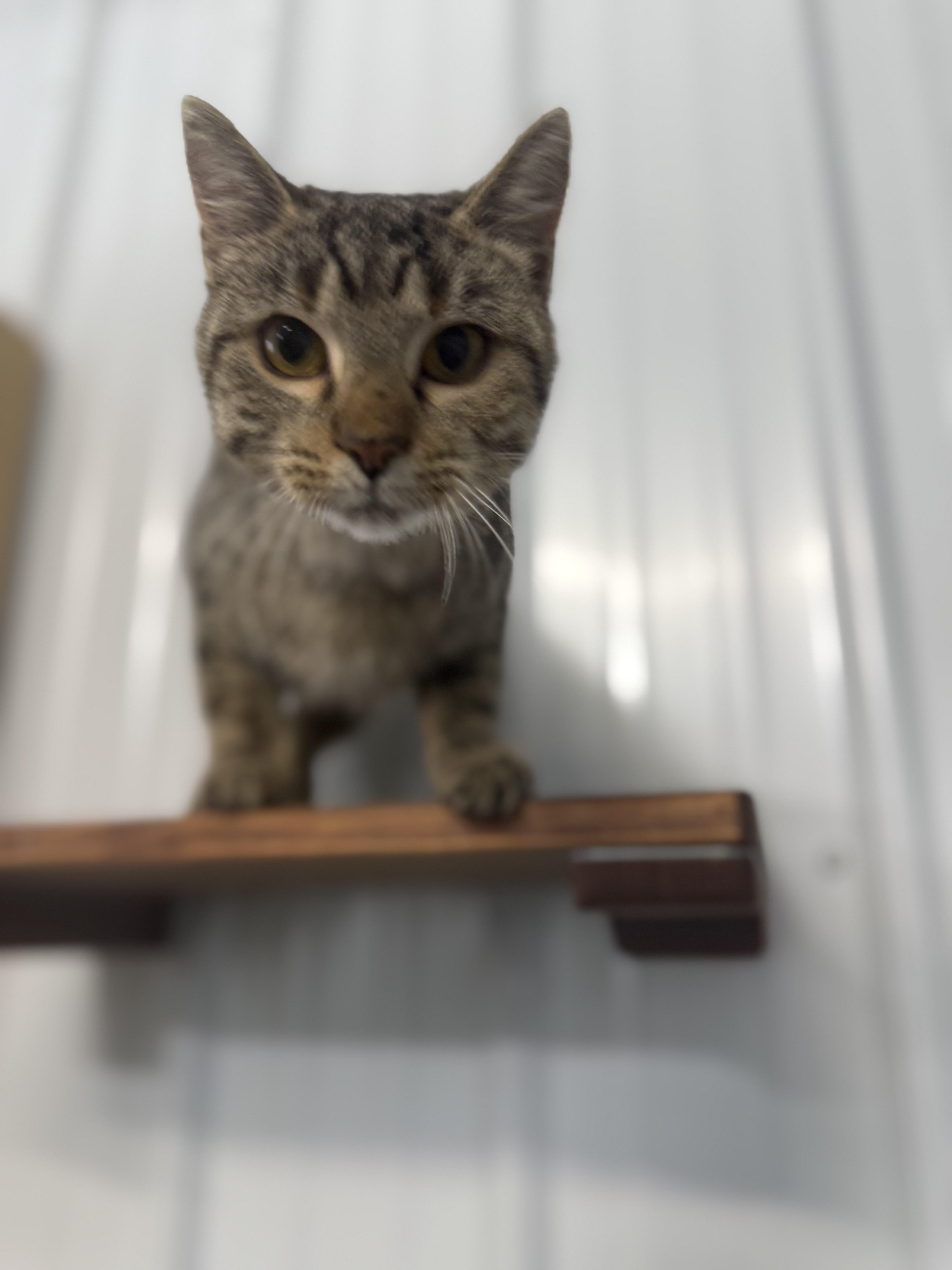 An adult medium-sized female Tabby (Brown / Chocolate) Domestic Short Hair cat named Indigo for adoption in Fertile, MN