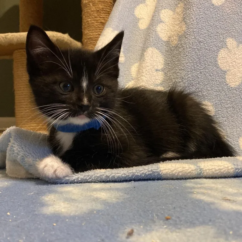A baby small-sized male Black Domestic Short Hair cat named Oak for adoption in Franklin, TN