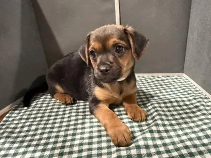 A baby small-sized female Mixed Breed dog named Saturn for adoption in Pleasanton, CA