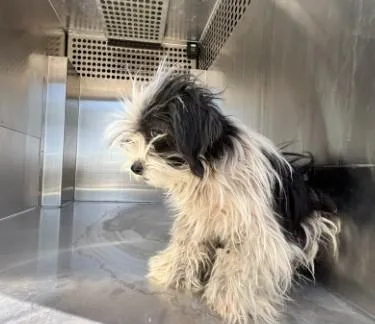 A young small-sized female Maltese dog named Oreo for adoption in Phoenix, AZ