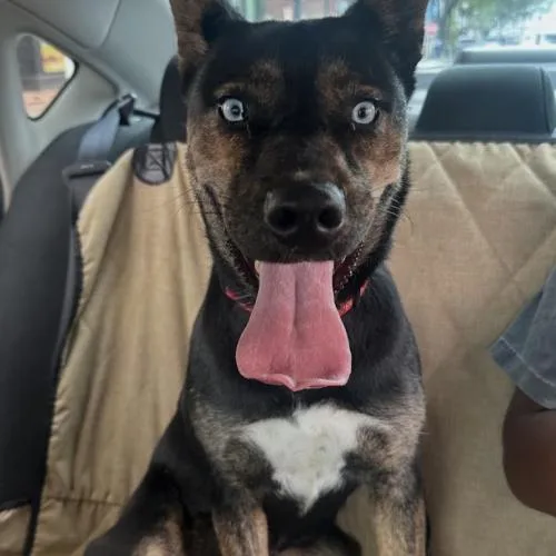 A young medium-sized female Catahoula Leopard Dog dog named Skye for adoption in Washington DC, DC