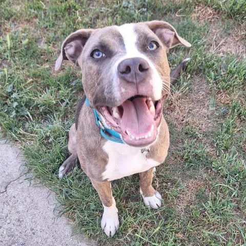 A young medium-sized male Pit Bull Terrier dog named Ramsey for adoption in Bakersfield, CA