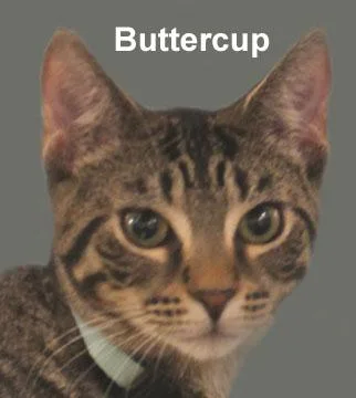 A baby medium-sized female Tabby (Brown / Chocolate) Domestic Short Hair cat named Buttercup Daria for adoption in Stowe, PA