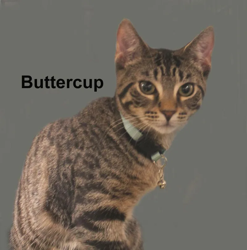 Buttercup Daria thumbnail 2