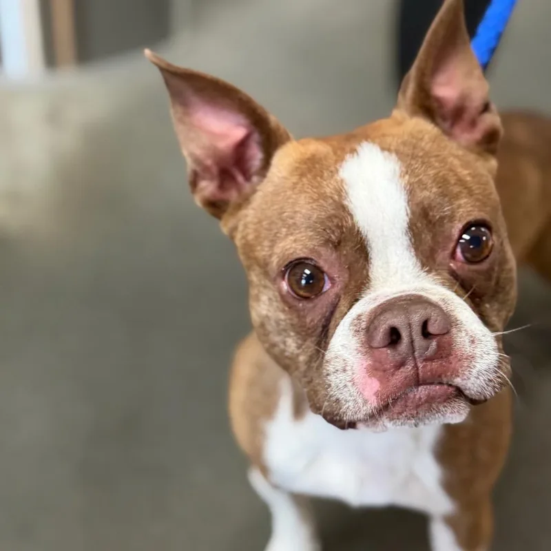 An adult small-sized male Brown / Chocolate Boston Terrier dog named Thor for adoption in Idaho Falls, ID
