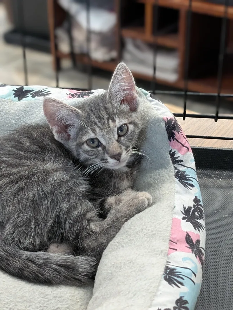 A baby medium-sized male Tabby (Gray / Blue / Silver) Domestic Short Hair cat named Lee for adoption in Tilton, IL