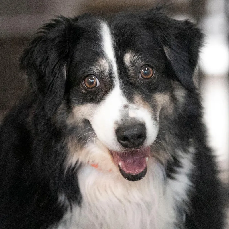 A senior medium-sized female Black Australian Shepherd dog named Zoey for adoption in Peyton, CO