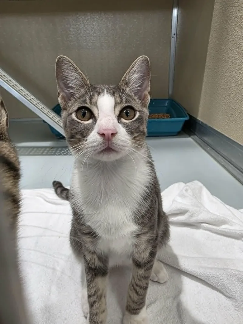 A young medium-sized male Tabby (Gray / Blue / Silver) Domestic Short Hair cat named Potato Chip for adoption in Umatilla, FL