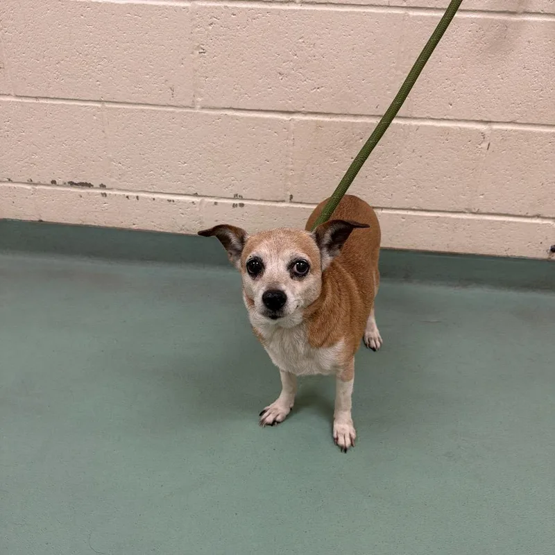 A senior small-sized female Yellow / Tan / Blond / Fawn Mixed Breed dog named Hazel for adoption in Memphis, TN
