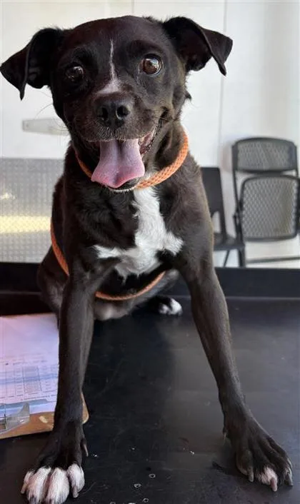 A baby medium-sized female Black Pug dog named 61579199 for adoption in El Paso, TX
