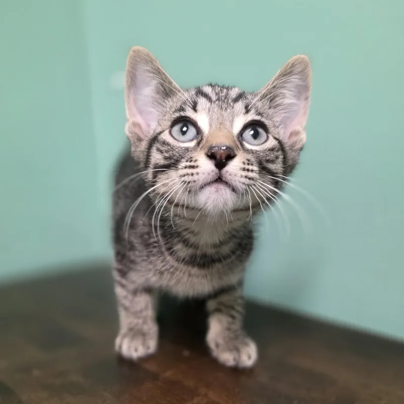 A baby small-sized male Tabby (Brown / Chocolate) Domestic Short Hair cat named Marvin for adoption in Macomb Twp, MI