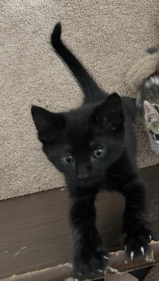 A baby small-sized male Black Domestic Short Hair cat named Pashmina for adoption in La Jolla, CA