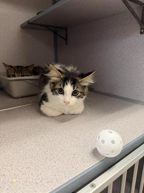 A baby small-sized male Domestic Medium Hair cat named Igo for adoption in Aliquippa, PA