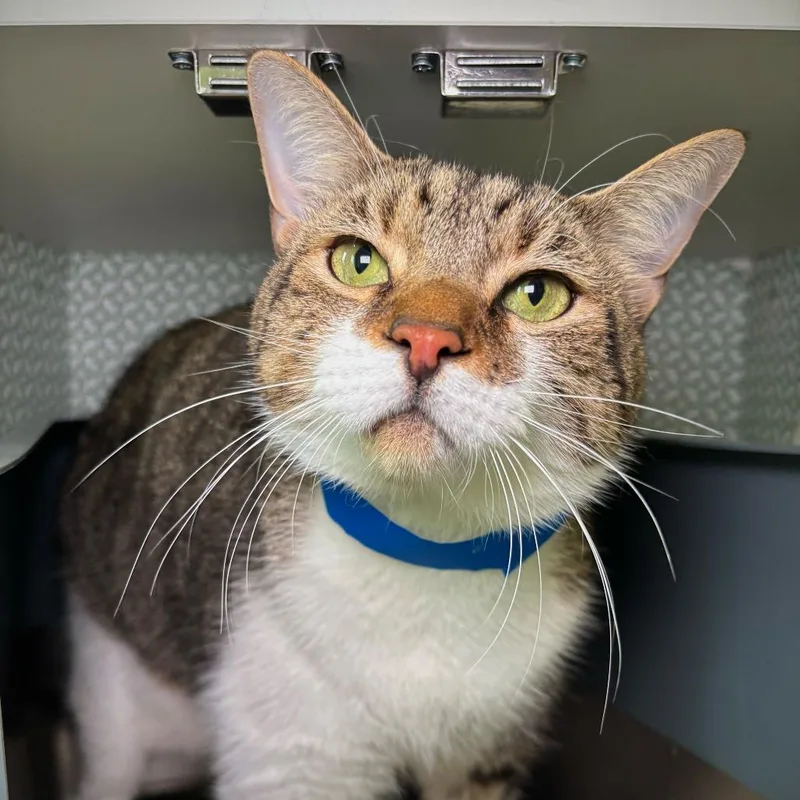 An adult large-sized male White Domestic Short Hair cat named Vlad for adoption in Englewood, FL