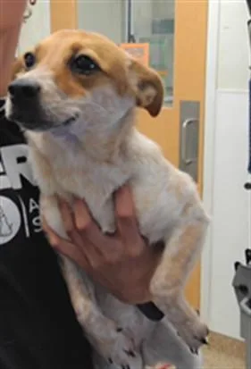 A young small-sized female Australian Shepherd dog named Cub for adoption in Albuquerque, NM
