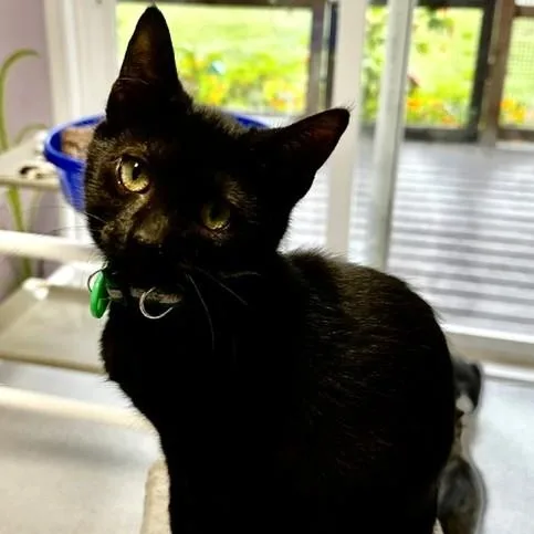 A baby medium-sized male Bombay cat named Jet Fun and for adoption in Hoquiam, WA