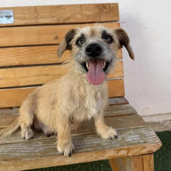 An adult small-sized female Brown / Chocolate Terrier dog named Candy Corn for adoption in Hawthorne, CA