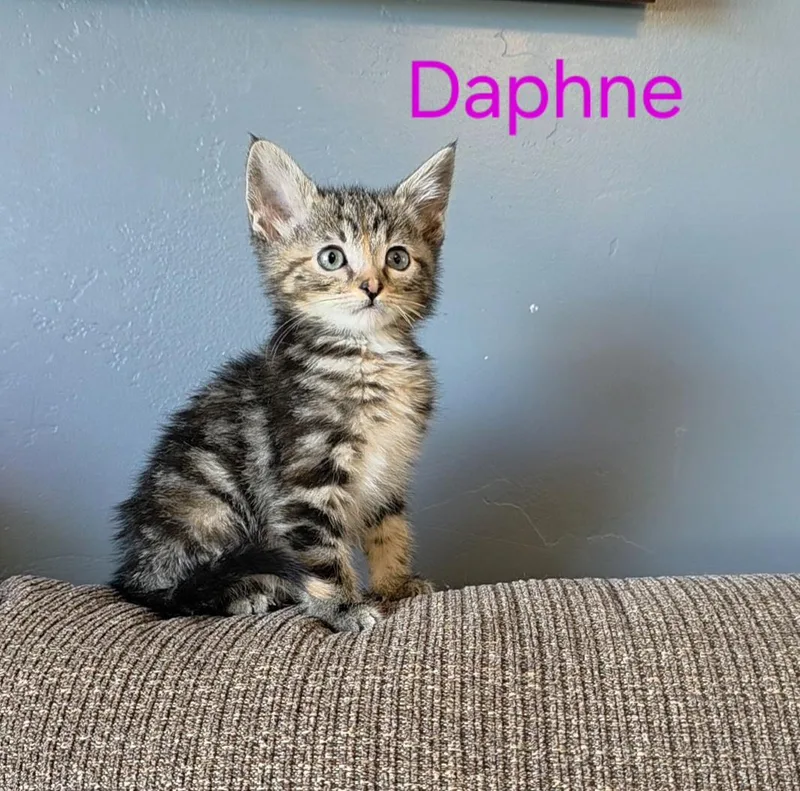 Daphne thumbnail 3
