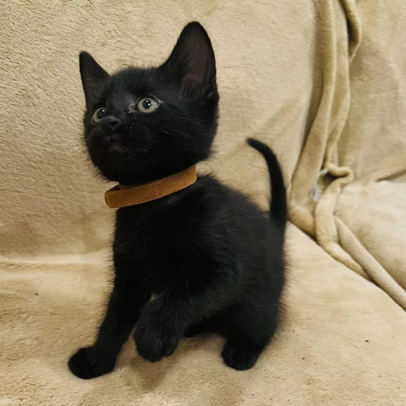 A baby small-sized male Black Domestic Short Hair cat named Lapis for adoption in Brooklyn, NY