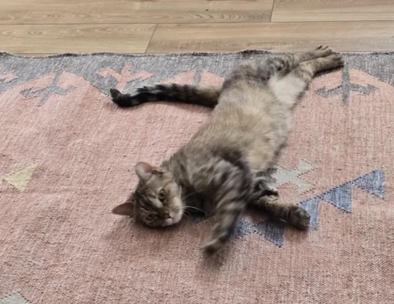 An adult large-sized female Domestic Short Hair cat named Suzette for adoption in Philadelphia, PA
