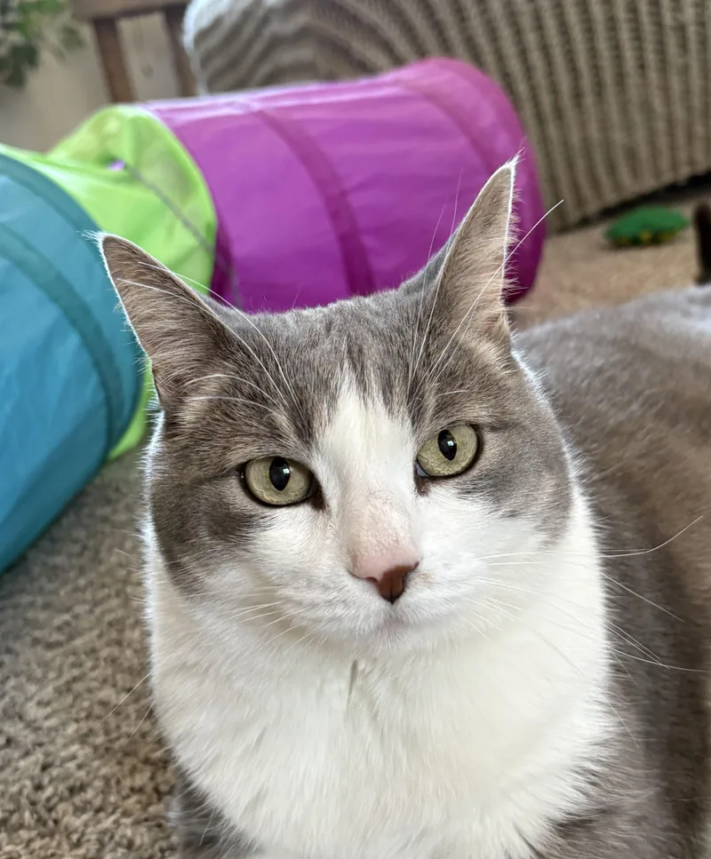 Marcello