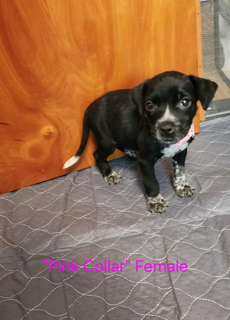 A baby medium-sized female Australian Cattle Dog / Blue Heeler dog named Wednesday little monster litter for adoption in Carmel, NY
