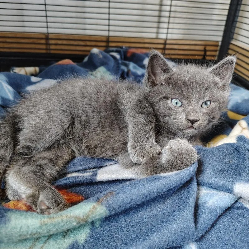 A baby small-sized male Gray / Blue / Silver Domestic Medium Hair cat named Lawnmower for adoption in Osawatomie, KS