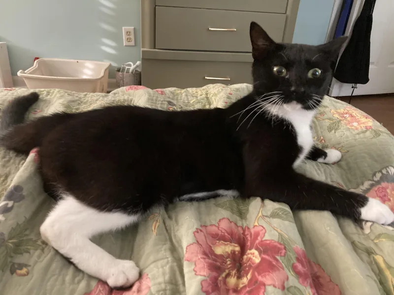 An adult medium-sized female Black & White / Tuxedo Domestic Short Hair cat named Mystic for adoption in Greensboro, NC