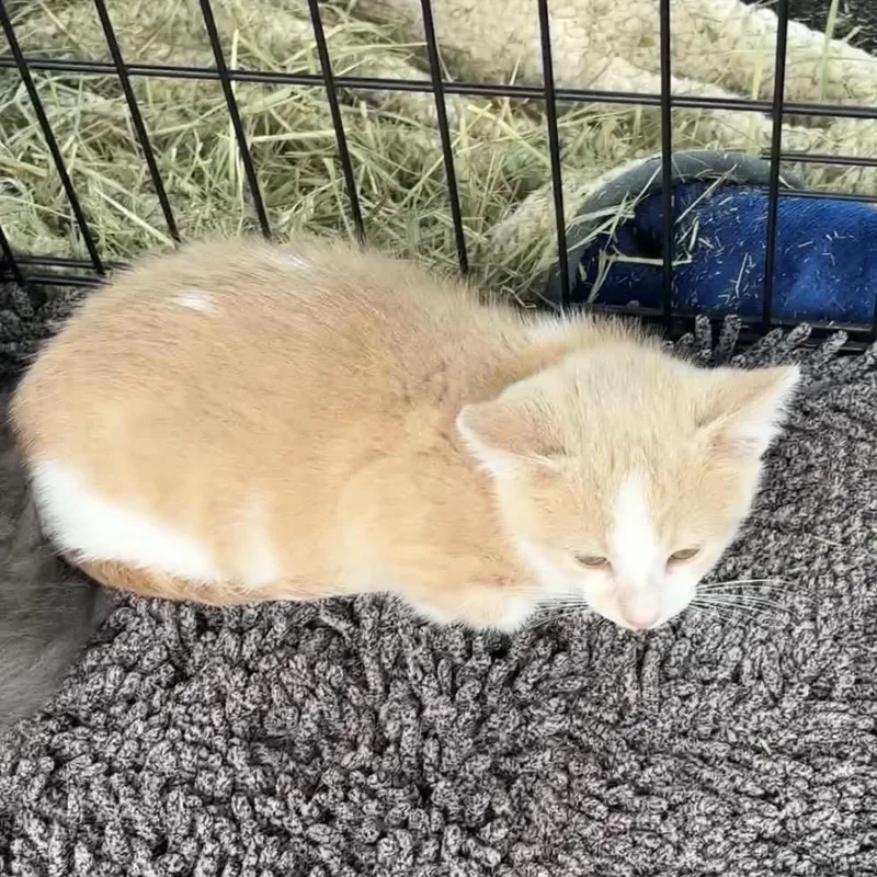 A baby small-sized male Buff / Tan / Fawn Domestic Short Hair cat named Tomato for adoption in Monroe, MI