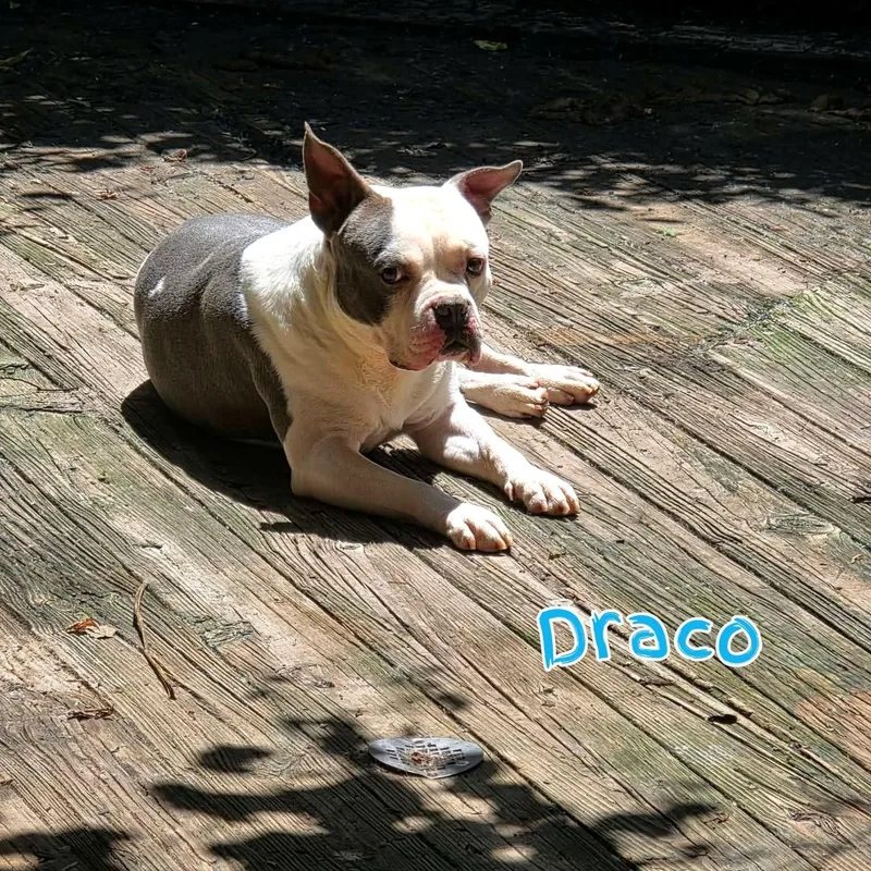Draco