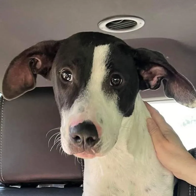 An adult large-sized female White / Cream Hound dog named Lizzy for adoption in Smithfield, NC