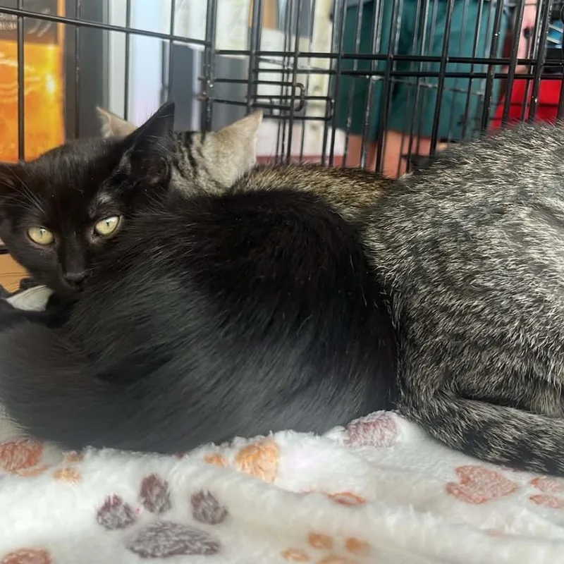 A baby small-sized male Black Domestic Short Hair cat named Remi for adoption in Pasadena , MD