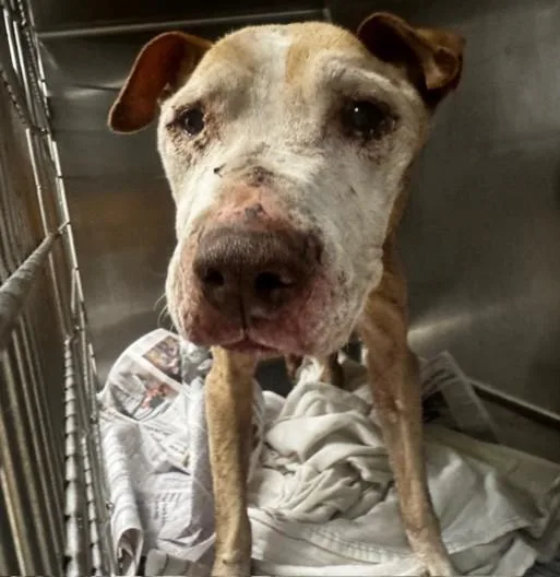 A senior large-sized female Pit Bull Terrier dog named Honor for adoption in Van Nuys, CA