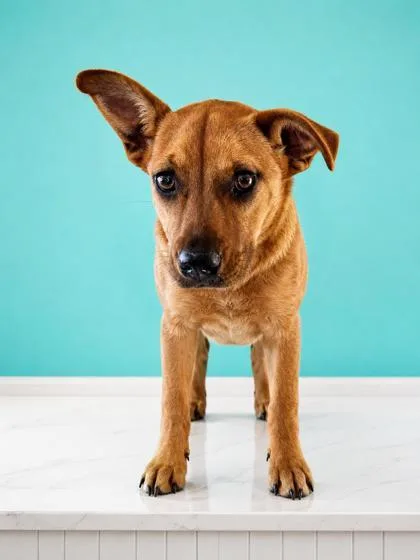 A young medium-sized female Boxer dog named Prairie for adoption in West Memphis, AR