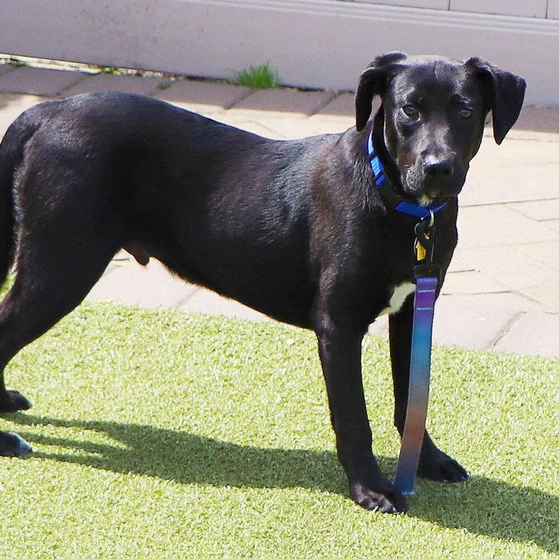 A young medium-sized male Tricolor (Brown, Black, & White) Mixed Breed dog named Carlos for adoption in Port Washington, NY