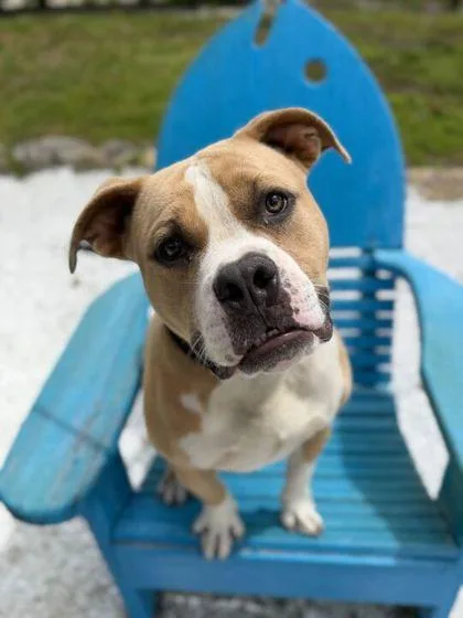 An adult medium-sized male Pit Bull Terrier dog named Scooby Doo for adoption in Daytona Beach, FL
