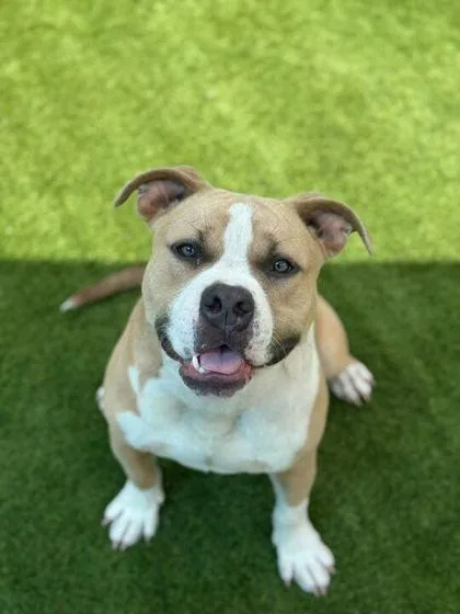 Scooby Doo thumbnail 2