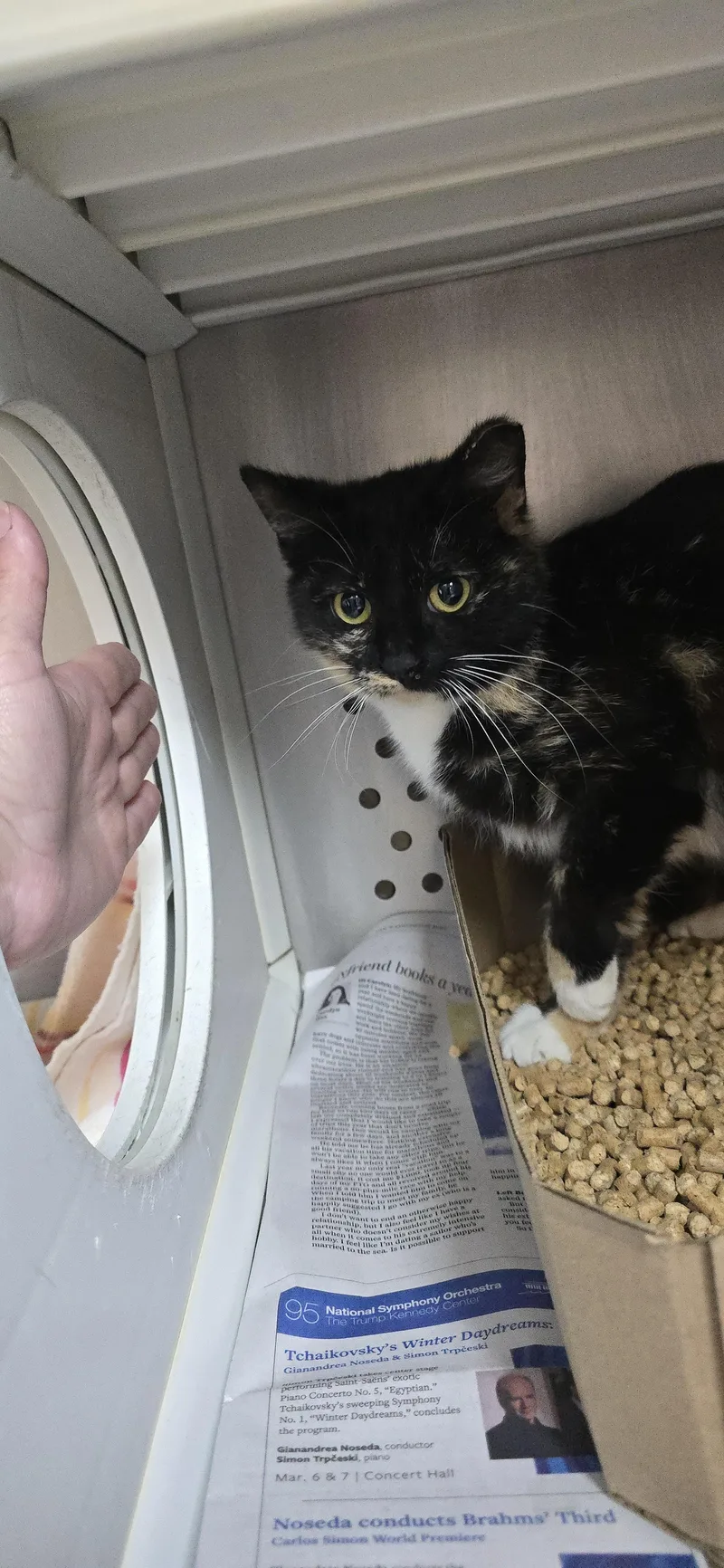 A young medium-sized female Calico Domestic Short Hair cat named Holly for adoption in Orange, VA